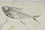 Fossil Fish Plate (Diplomystus & Knightia) - Wyoming #93997-3